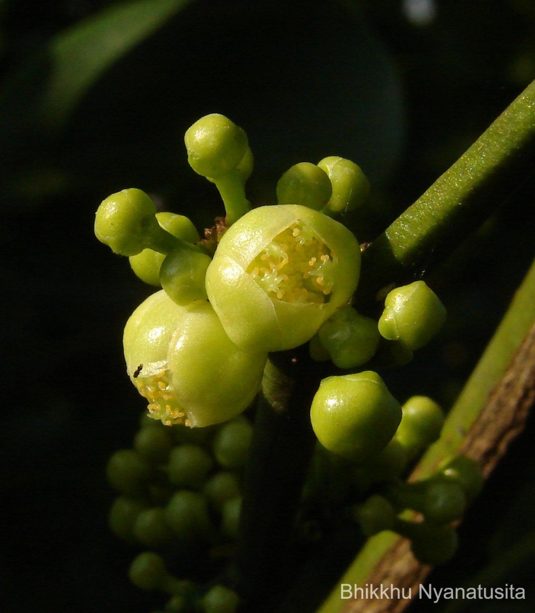 Garcinia spicata (Wight & Arn.) Hook.f.